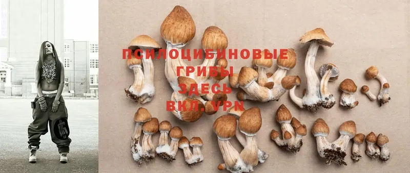 Псилоцибиновые грибы Psilocybine cubensis  наркошоп  Буй 